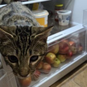 LG 260L Single-Door Smart Fridge